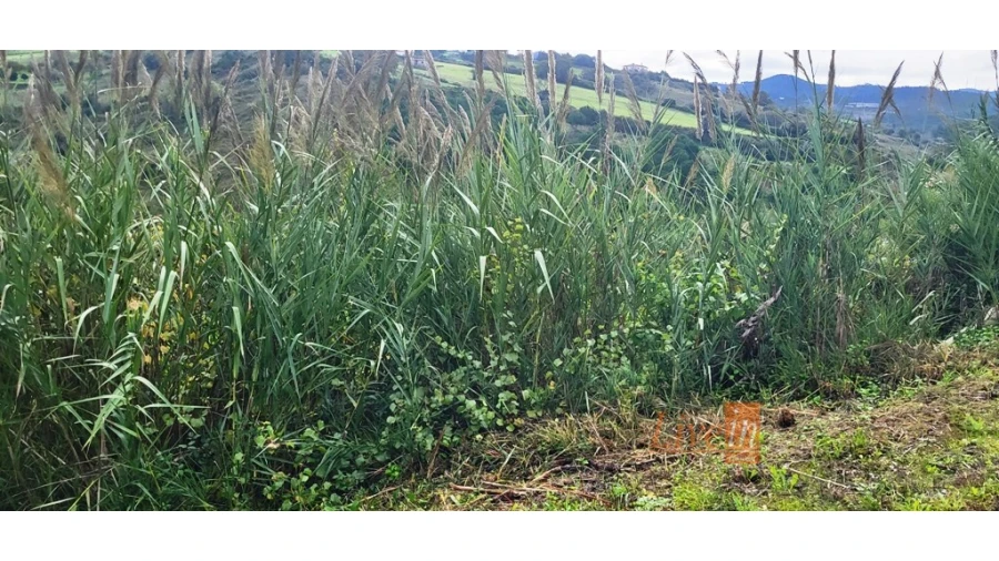 Terreno Agricola ou Rústico para Venda em Enxara do Bispo, Gradil e Vila Franca do Rosário Foto 9