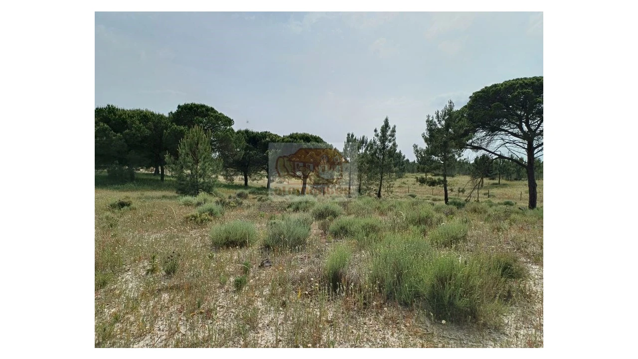 Quinta T13 para Venda em Melides Foto 15