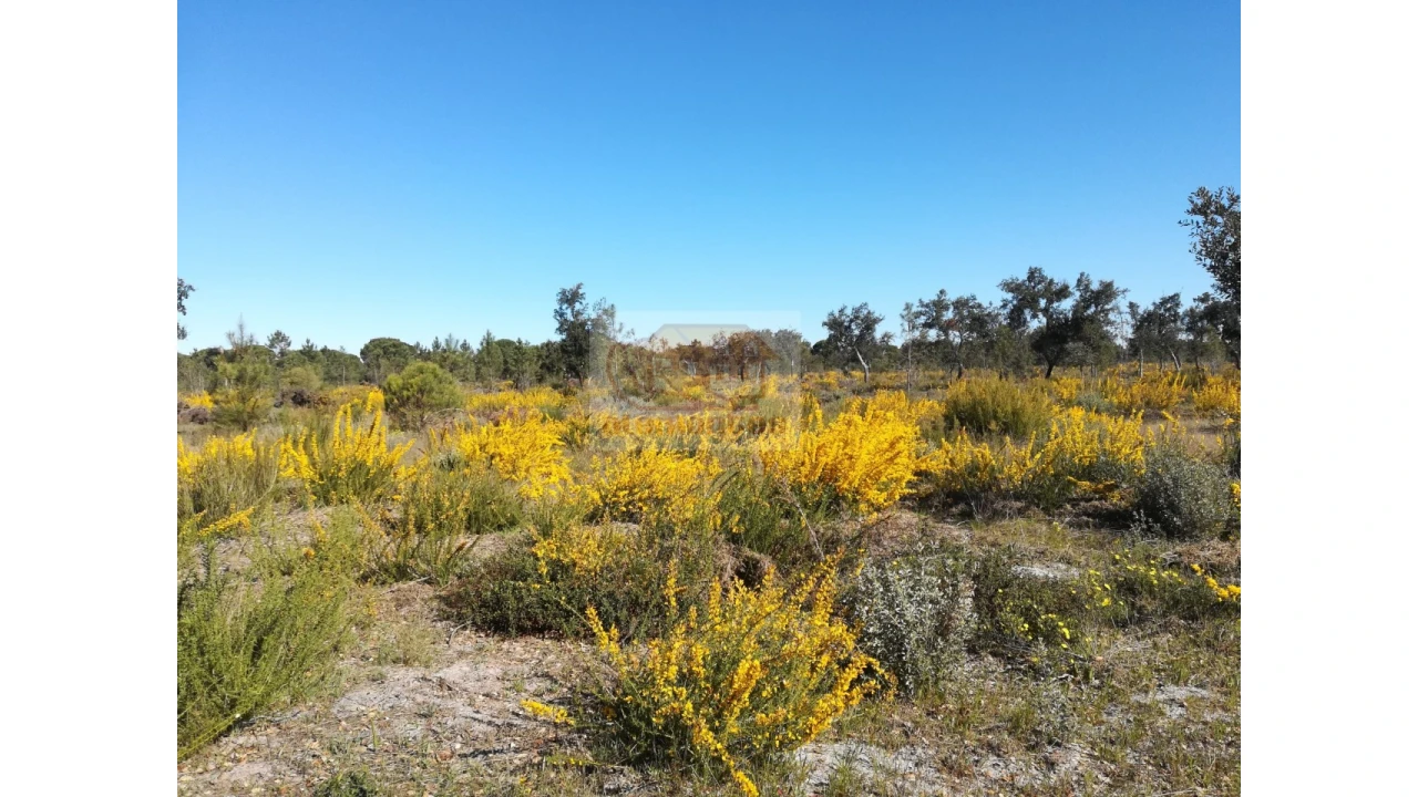 Terreno Misto para Venda em Carvalhal Foto 3