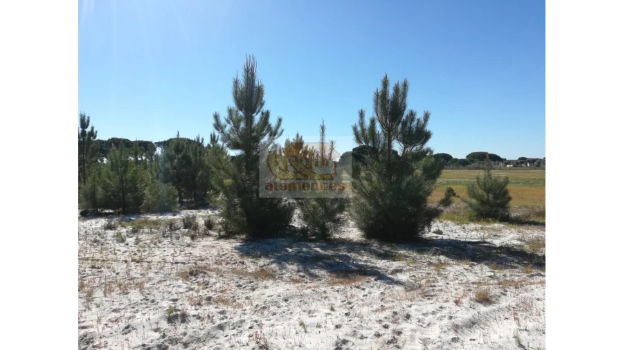 Terreno Misto para Venda em Carvalhal Foto 4