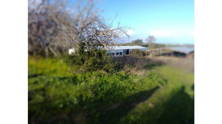 Terreno Agricola ou Rústico para Venda em Abitureiras Foto 2