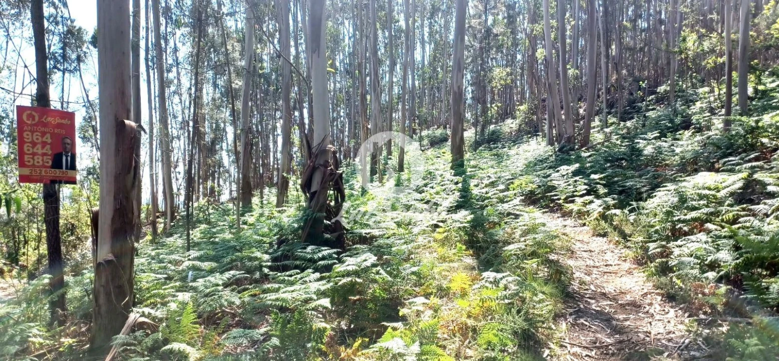 Terreno Agricola ou Rústico para Venda em Ruivães e Novais Foto 2