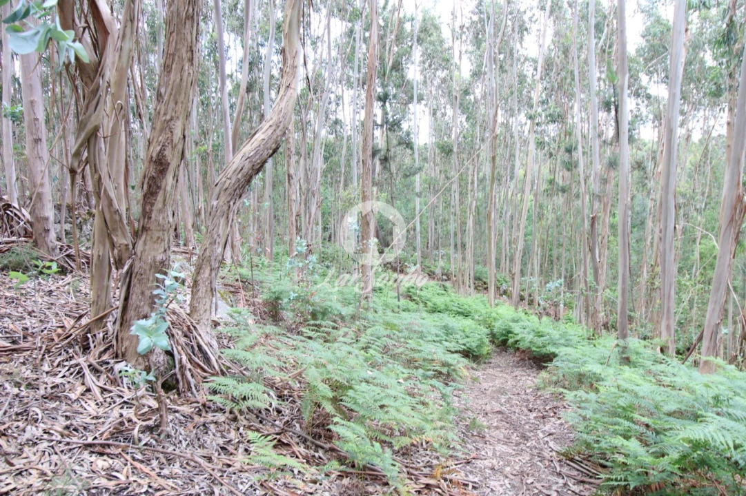 Terreno Agricola ou Rústico para Venda em Ruivães e Novais Foto 5