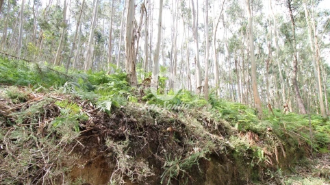Terreno Agricola ou Rústico para Venda em Ruivães e Novais