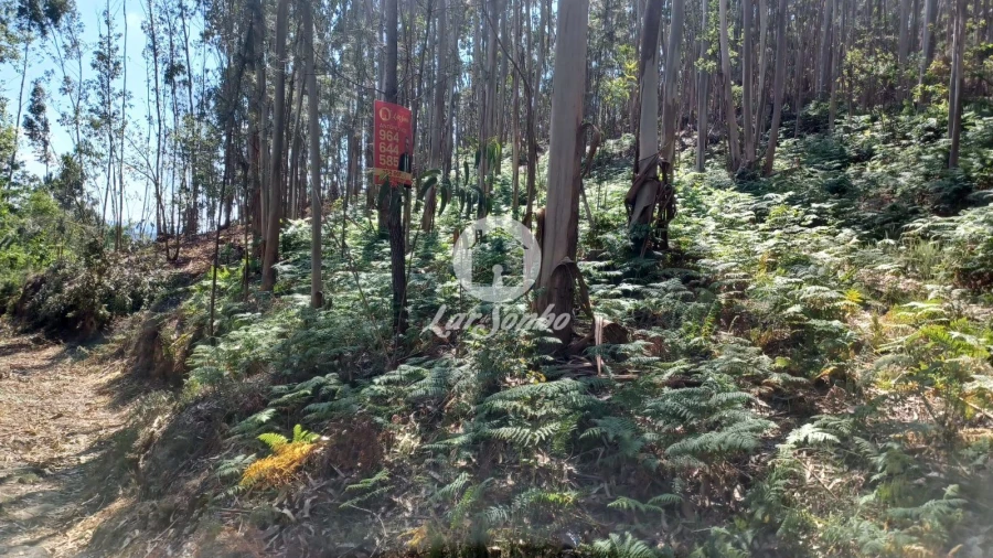 Terreno Agricola ou Rústico para Venda em Ruivães e Novais Foto 3