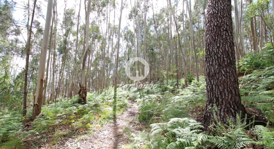 Terreno Agricola ou Rústico para Venda em Ruivães e Novais Foto 4