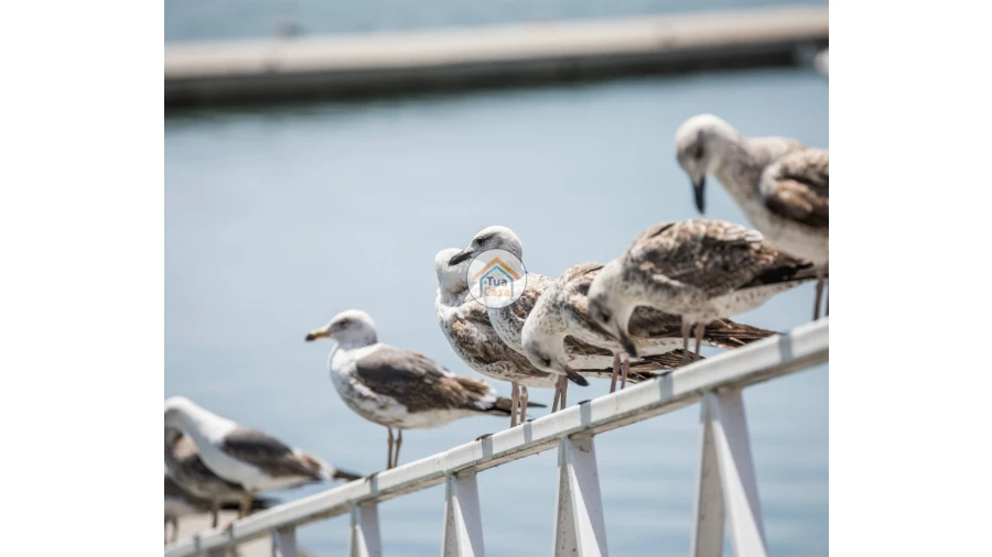 Apartamento T4 para Venda em Olhão Foto 14