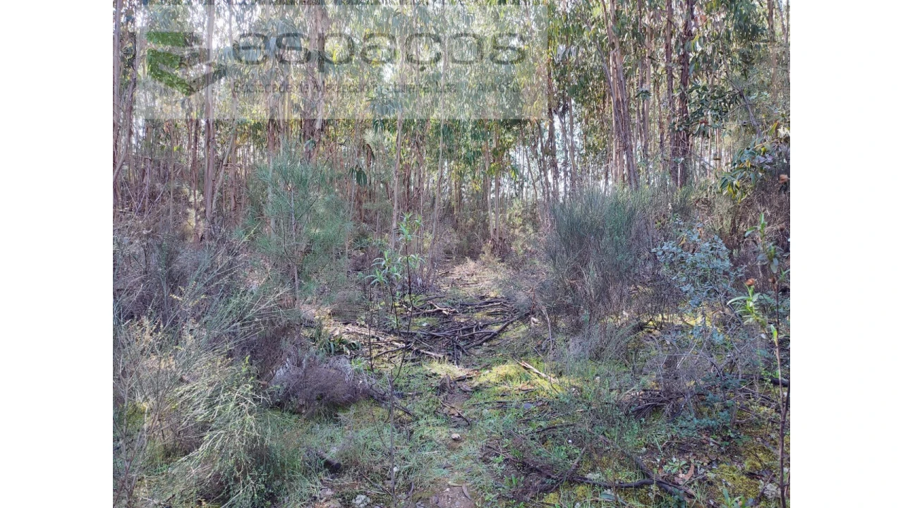 Terreno Agricola ou Rústico para Venda em Sarnadas de Rodão Foto 8