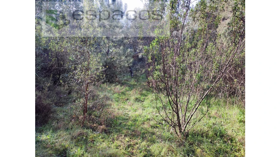 Terreno Agricola ou Rústico para Venda em Sarnadas de Rodão Foto 6