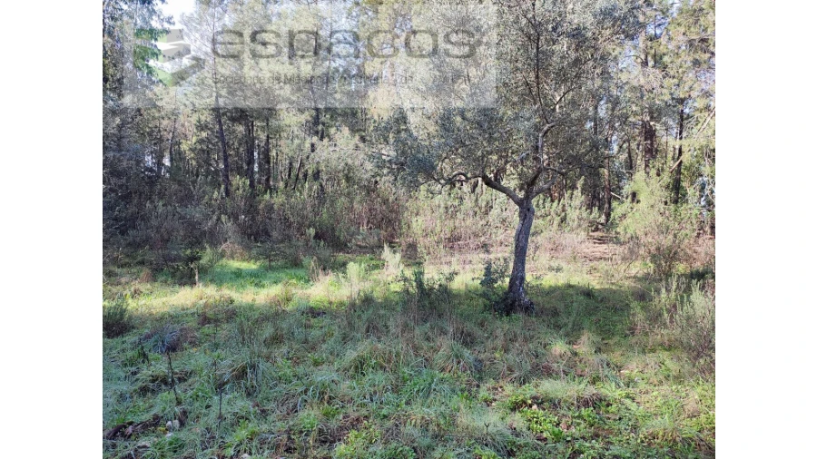 Terreno Agricola ou Rústico para Venda em Sarnadas de Rodão Foto 7