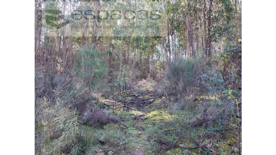 Terreno Agricola ou Rústico para Venda em Sarnadas de Rodão Foto 8