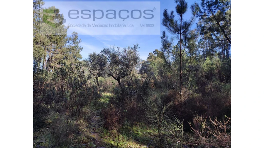 Terreno Agricola ou Rústico para Venda em Sarnadas de Rodão Foto 9