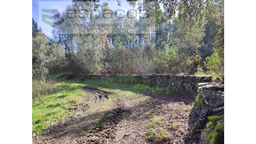 Terreno Agricola ou Rústico para Venda em Sarnadas de Rodão Foto 10