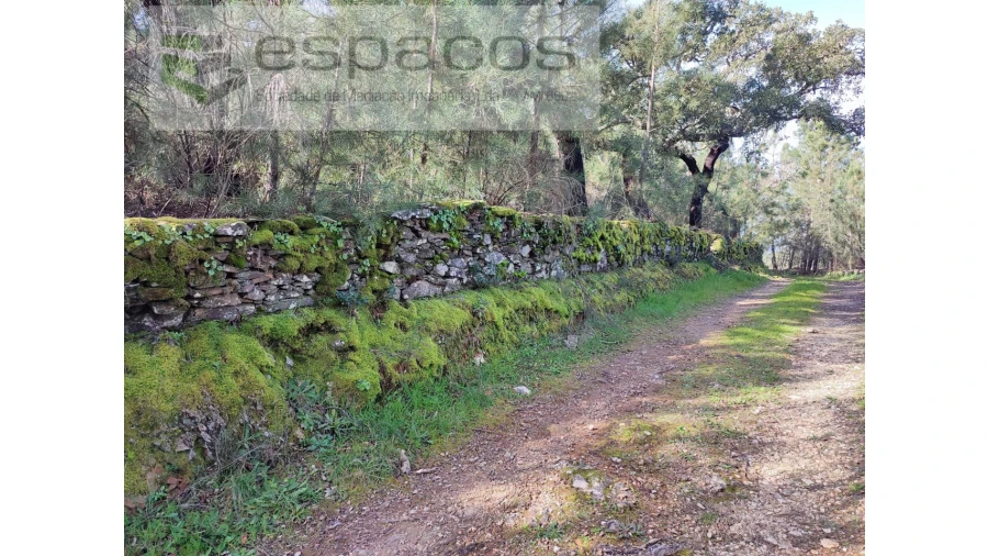 Terreno Agricola ou Rústico para Venda em Sarnadas de Rodão Foto 11
