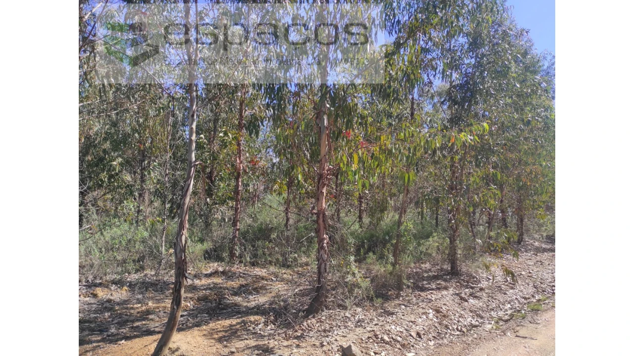 Terreno Agricola ou Rústico para Venda em Freixial e Juncal do Campo Foto 3
