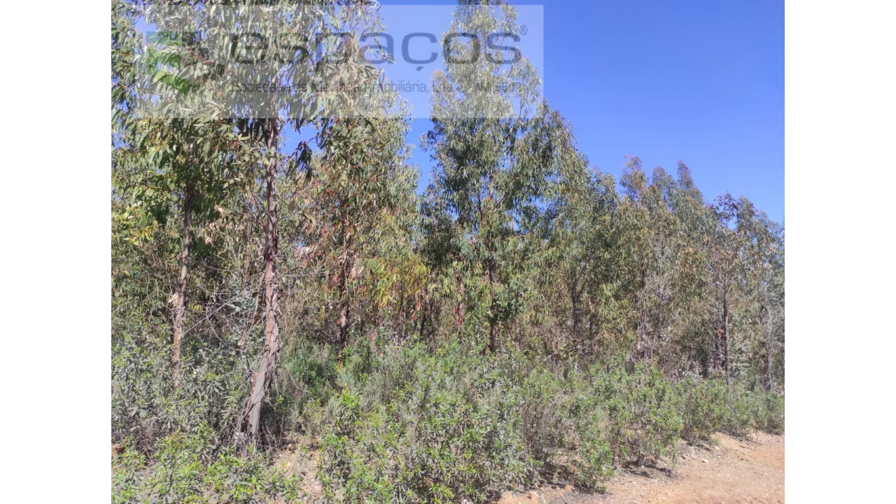Terreno Agricola ou Rústico para Venda em Freixial e Juncal do Campo Foto 8