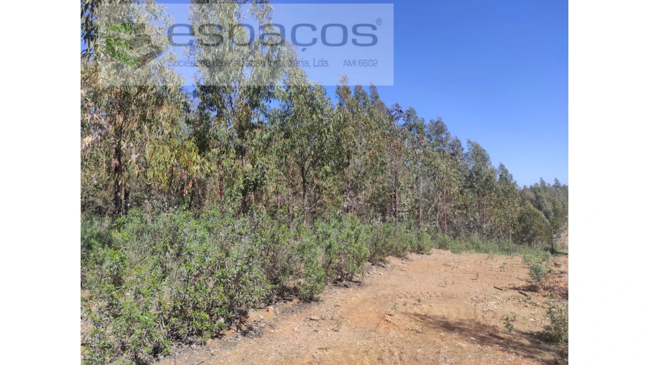 Terreno Agricola ou Rústico para Venda em Freixial e Juncal do Campo Foto 9