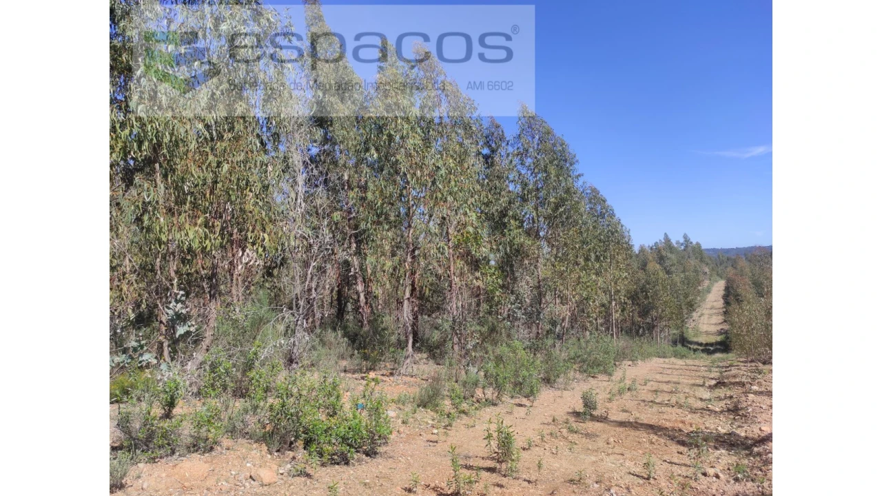 Terreno Agricola ou Rústico para Venda em Freixial e Juncal do Campo Foto 10