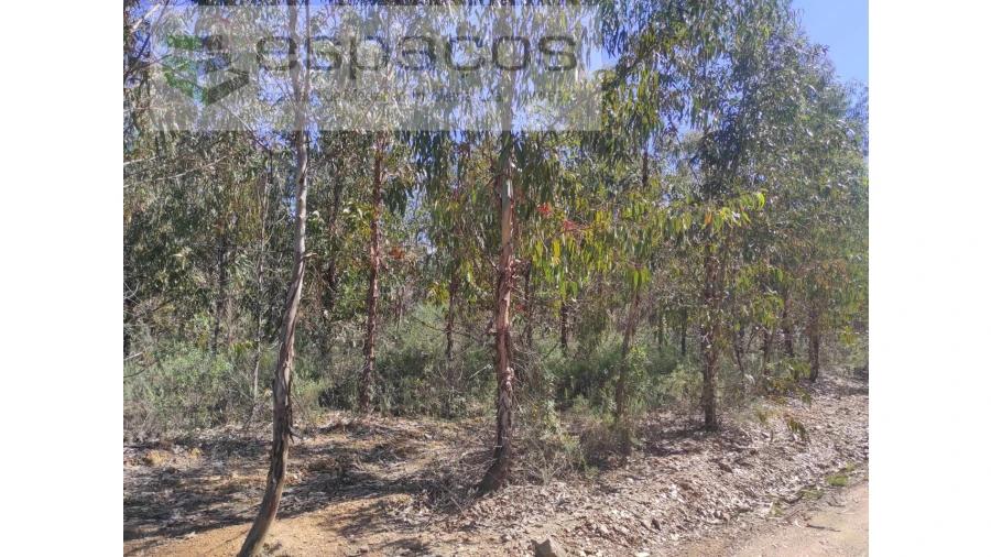 Terreno Agricola ou Rústico para Venda em Freixial e Juncal do Campo Foto 3