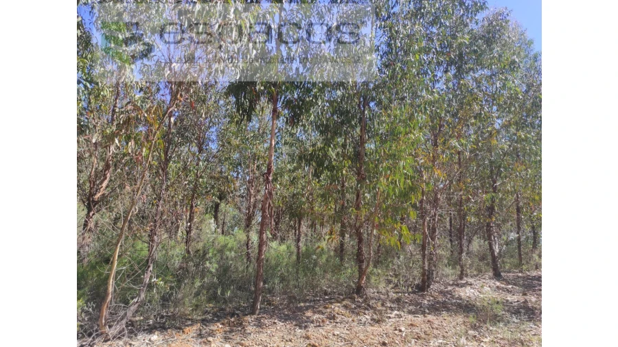 Terreno Agricola ou Rústico para Venda em Freixial e Juncal do Campo Foto 5