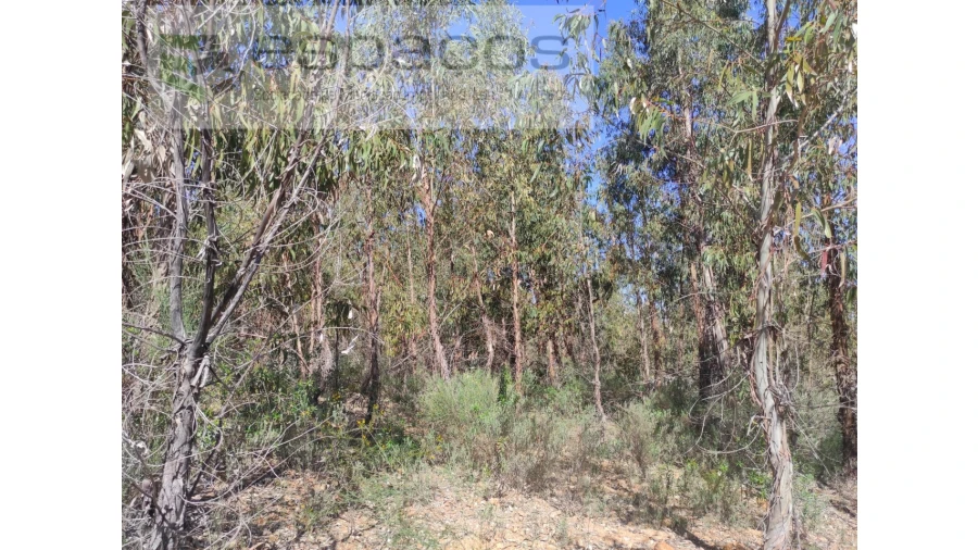 Terreno Agricola ou Rústico para Venda em Freixial e Juncal do Campo Foto 12