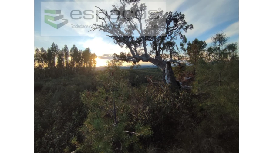 Terreno Agricola ou Rústico para Venda em Salgueiro do Campo Foto 3