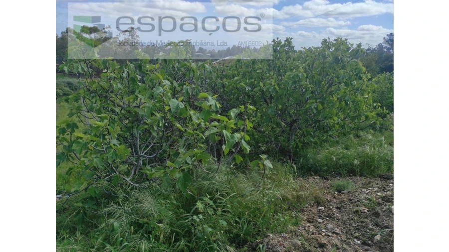Quinta para Venda em Cebolais de Cima e Retaxo Foto 7