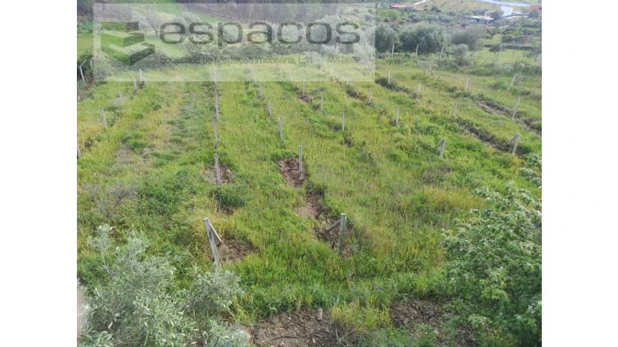 Quinta para Venda em Cebolais de Cima e Retaxo Foto 11