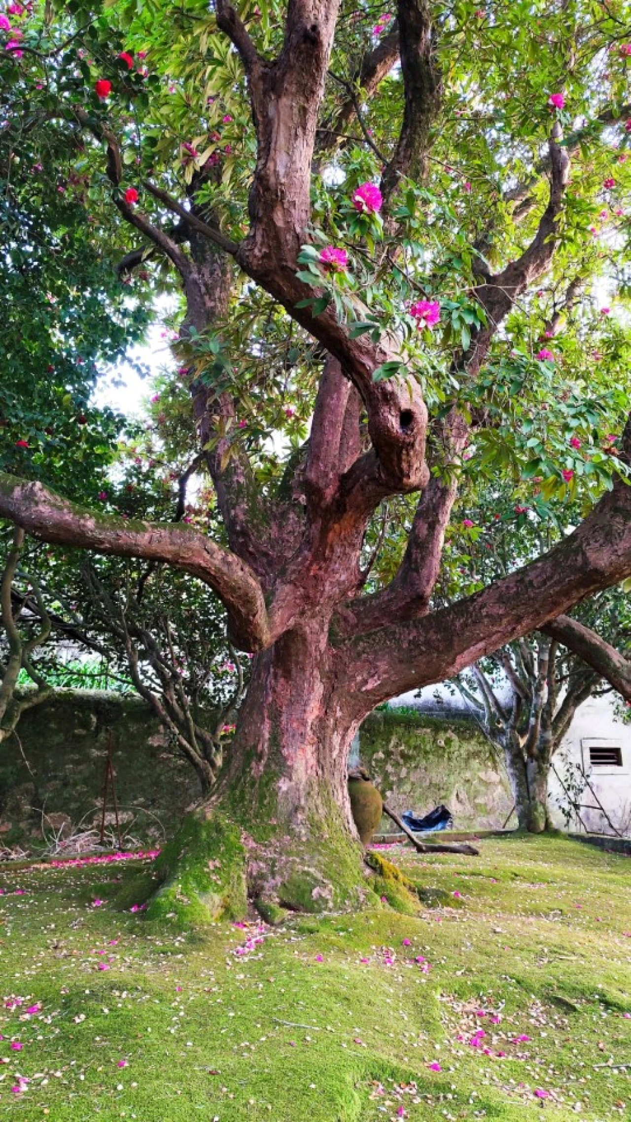 Quinta T10 para Venda em Touguinha e Touguinhó Foto 33