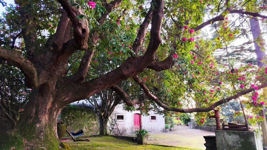 Quinta T10 para Venda em Touguinha e Touguinhó Foto 32