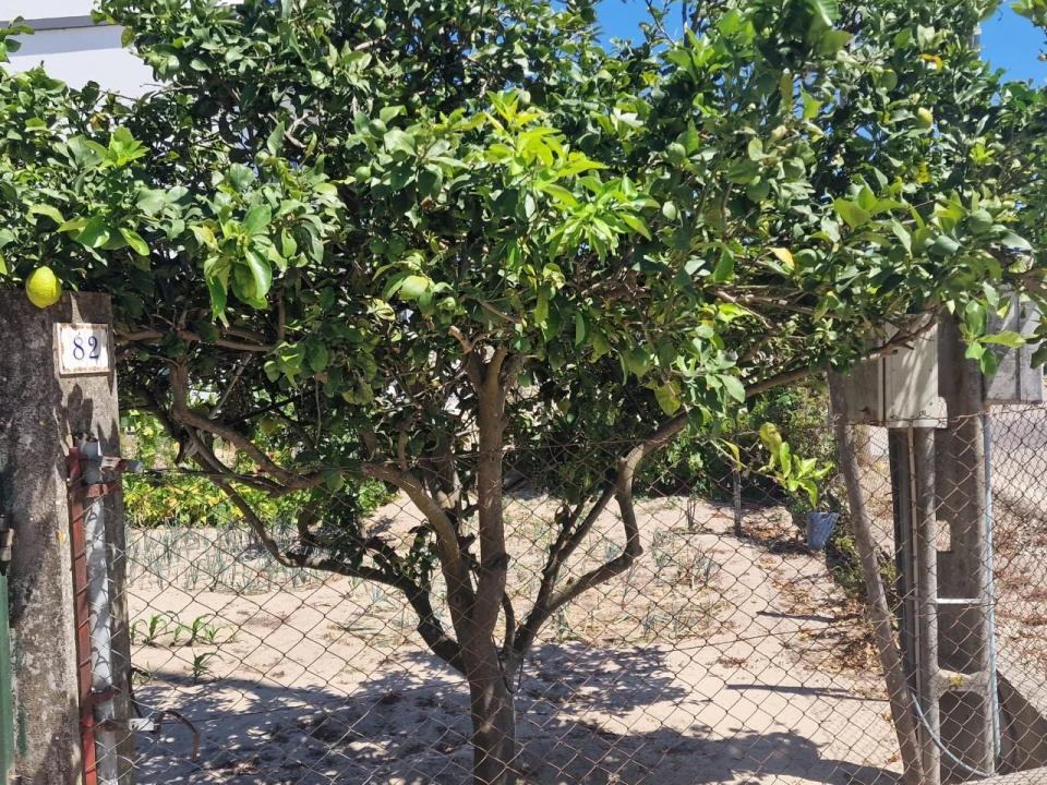 Terreno Agricola ou Rústico para Venda em Salvaterra de Magos e Foros de Salvaterra Foto 46