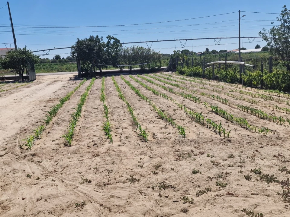 Terreno Agricola ou Rústico para Venda em Salvaterra de Magos e Foros de Salvaterra Foto 50