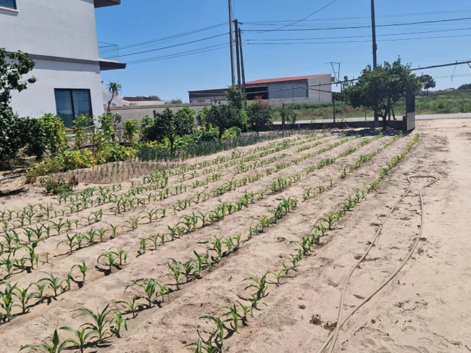 Terreno Agricola ou Rústico para Venda em Salvaterra de Magos e Foros de Salvaterra Foto 3