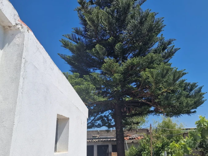 Terreno Agricola ou Rústico para Venda em Salvaterra de Magos e Foros de Salvaterra Foto 35