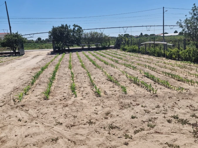 Terreno Agricola ou Rústico para Venda em Salvaterra de Magos e Foros de Salvaterra Foto 50
