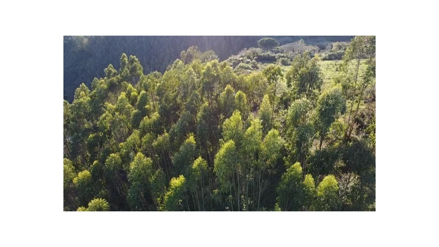 Terreno Agricola ou Rústico para Venda em Venda do Pinheiro e Santo Estêvão das Galés Foto 7