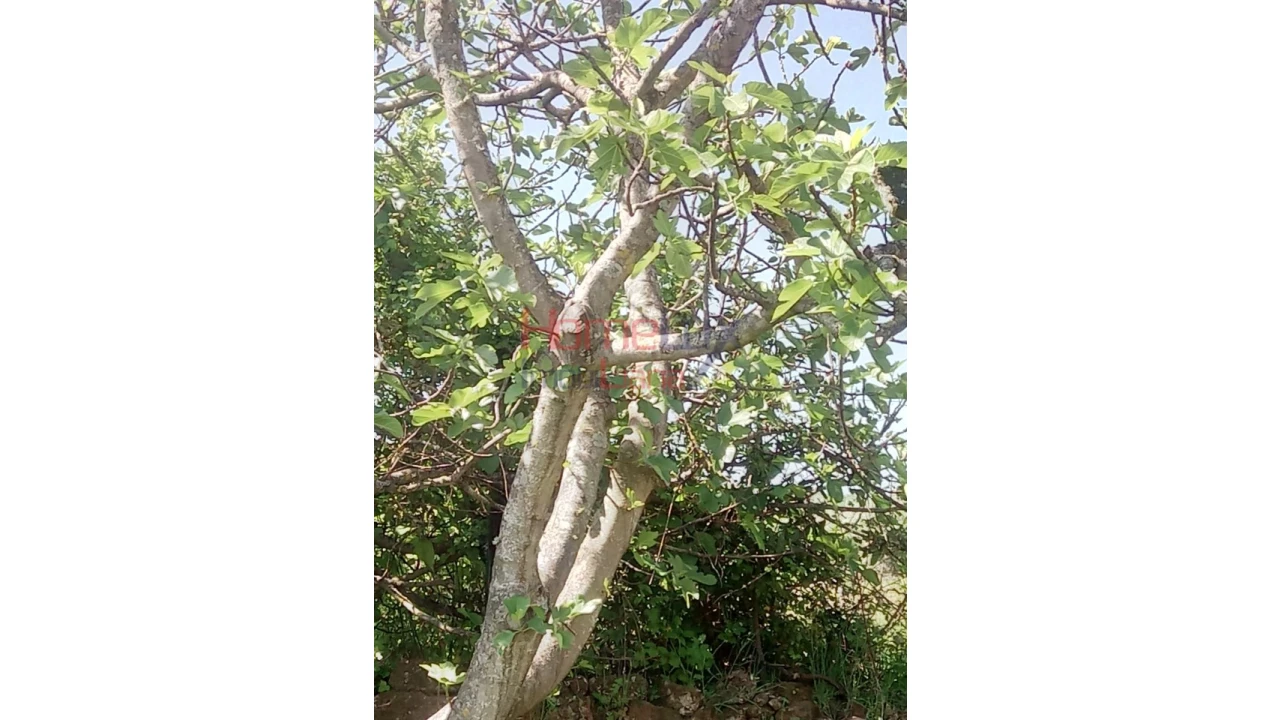 Terreno Agricola ou Rústico para Venda em Avões Foto 7