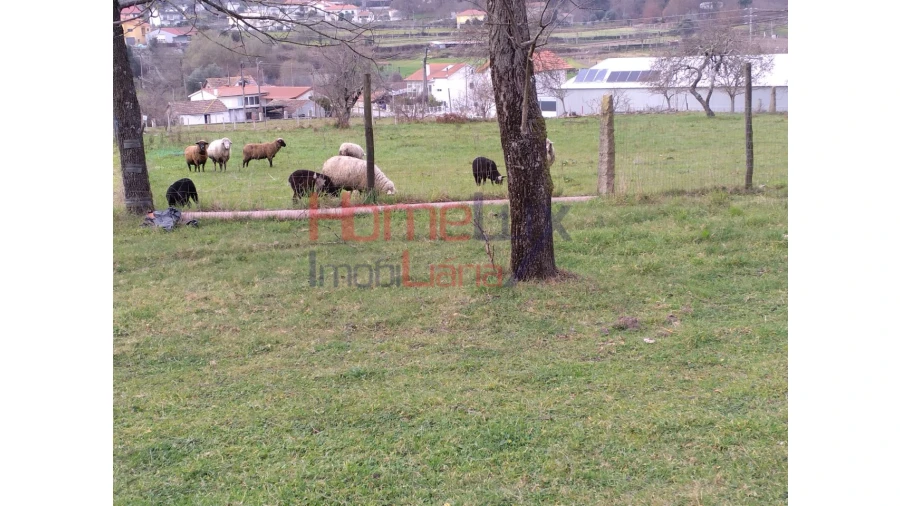 Terreno para Venda em Oliveira de Frades, Souto de Lafões e Sejães Foto 11