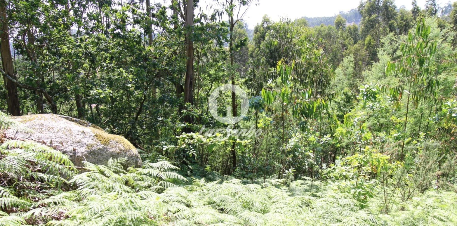 Terreno Agricola ou Rústico para Venda em Vale (São Cosme), Telhado e Portela Foto 3
