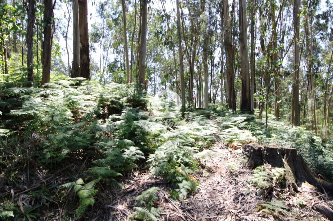 Terreno Agricola ou Rústico para Venda em Vale (São Cosme), Telhado e Portela Foto 4