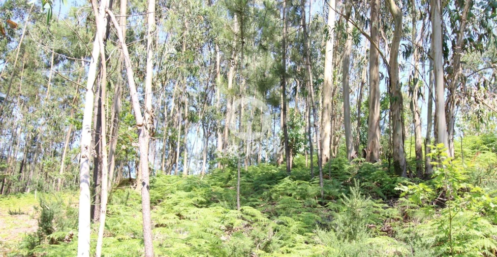 Terreno Agricola ou Rústico para Venda em Vale (São Cosme), Telhado e Portela Foto 2