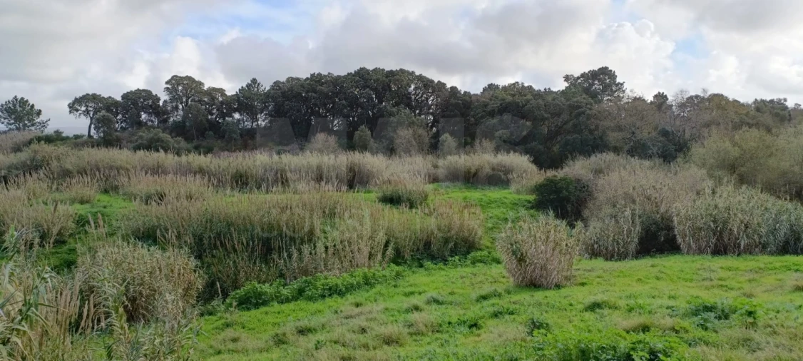 Terreno para Venda em Bombarral e Vale Covo Foto 3