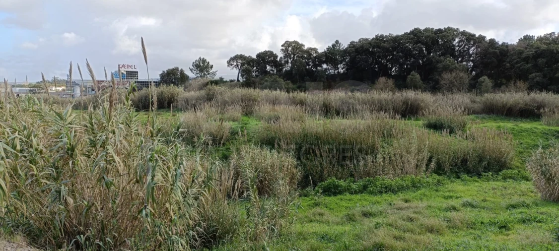 Terreno para Venda em Bombarral e Vale Covo Foto 2