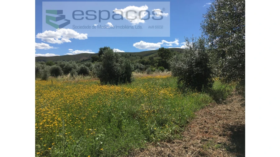 Terreno Agricola ou Rústico para Venda em Telhado Foto 6