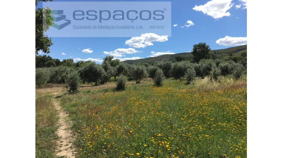 Terreno Agricola ou Rústico para Venda em Telhado Foto 4