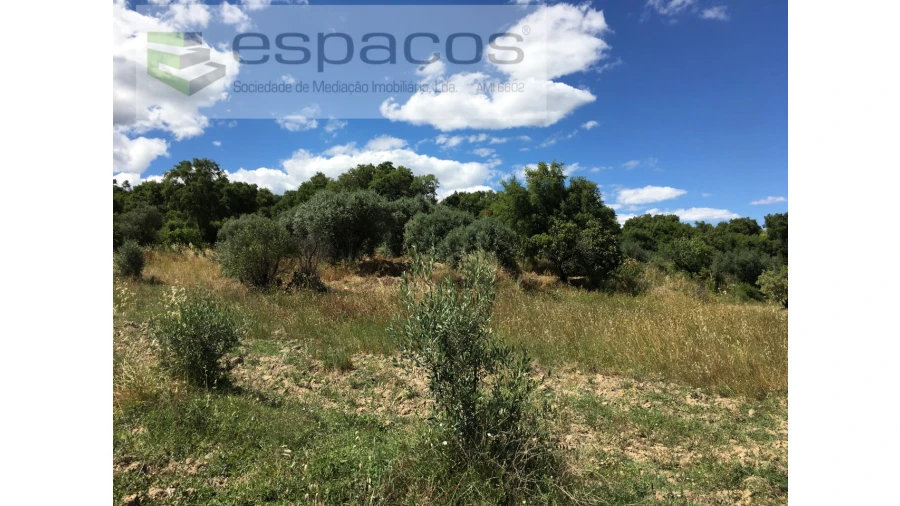 Terreno Agricola ou Rústico para Venda em Telhado Foto 8
