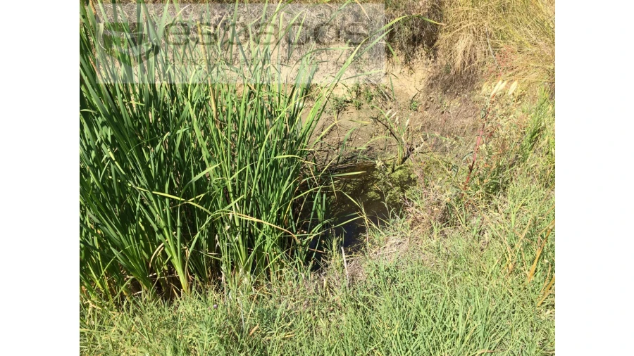 Terreno Agricola ou Rústico para Venda em Telhado Foto 10