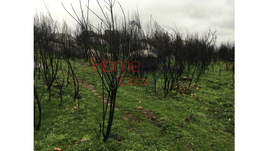 Quinta para Venda em Carrapichana Foto 2