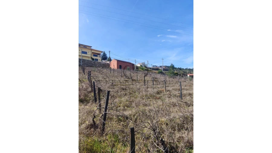 Terreno Misto para Venda em Tabuaço Foto 6