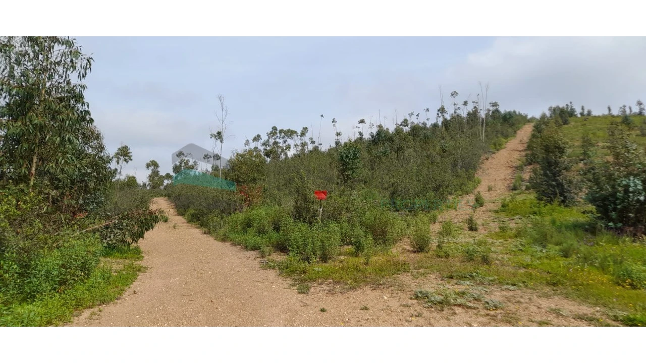 Terreno para Venda em Saboia Foto 1
